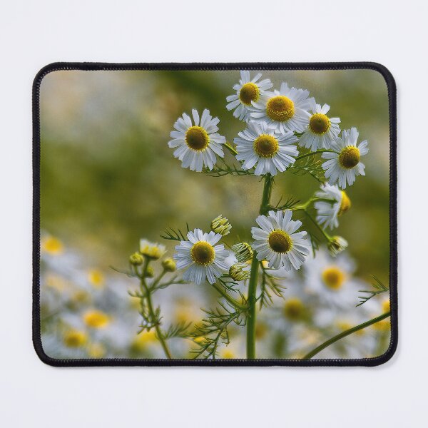 Item preview, English Wild Flowers - Chamomile designed and sold by Violaman.