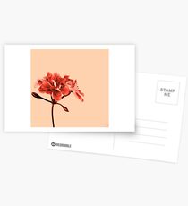 Geranium Peach Postcards