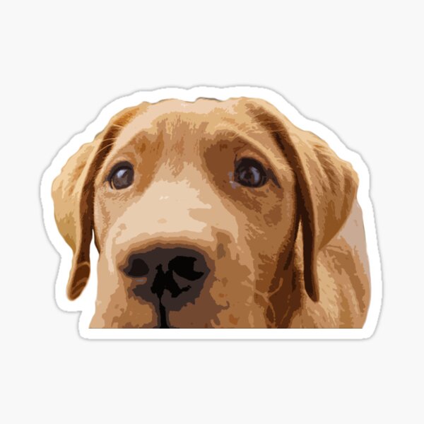 A Cute and Curious Lab Sticker