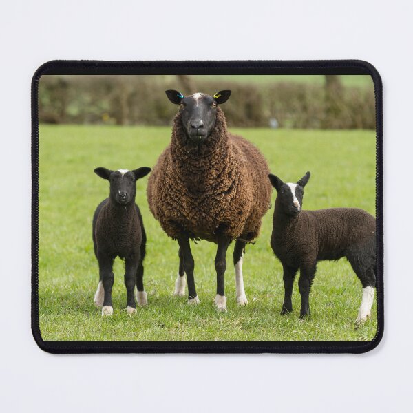 Item preview, Zwartbles Sheep and Lambs designed and sold by Jane Stanley Photography.