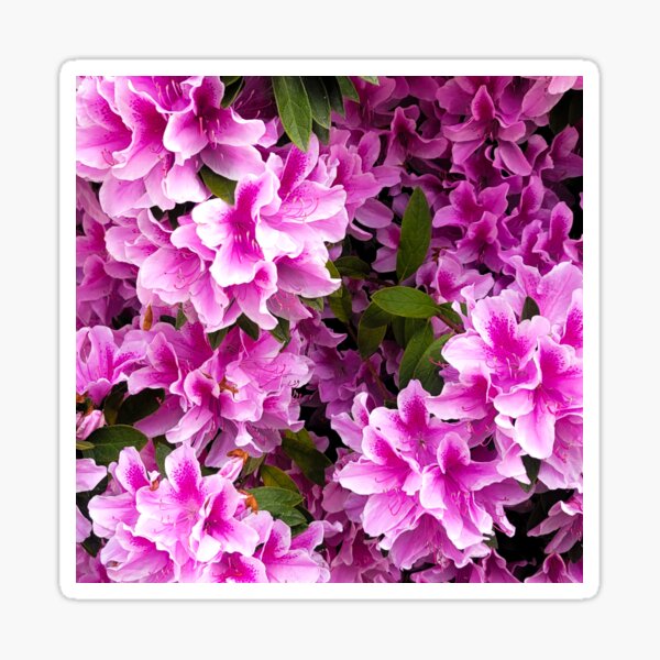 Graduation Flowers |Pink and Purple Flowers | Photography art Sticker