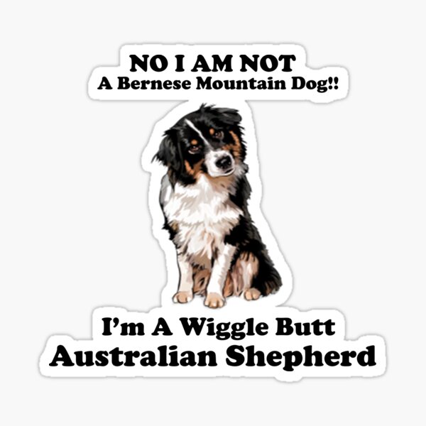 Item preview, Black Tri Australian Shepherd - No I am not a Bernese Mountain Dog! designed and sold by Pam069.