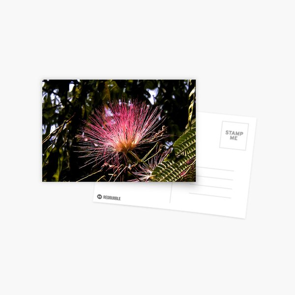 Acacia Tree Flower2 Postcard