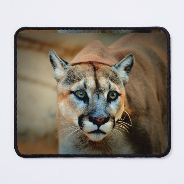 Item preview, Mountain Lion designed and sold by Savannah Gibbs.