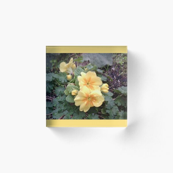 Yellow Spring Flower with Raindrops Acrylic Block