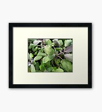 Fuzzy and Green Framed Print