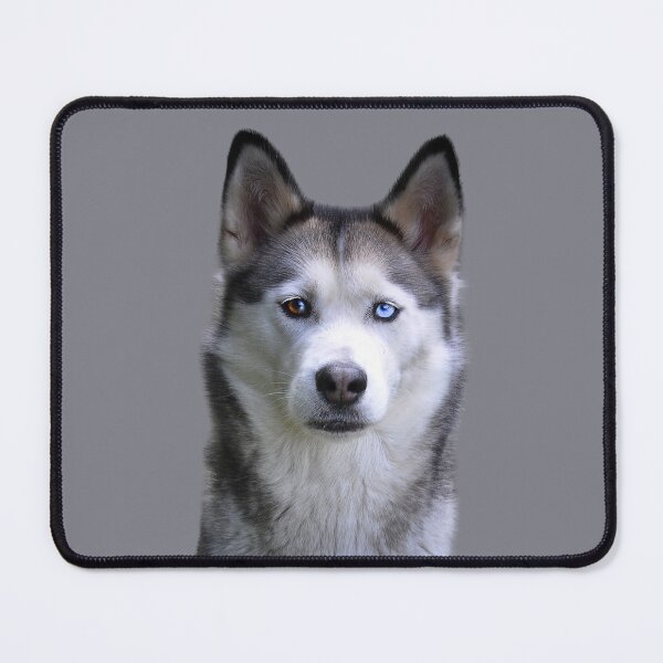 Item preview, Great Siberian Husky designed and sold by RainbowSpinkle.