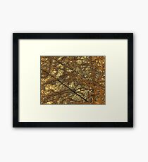 Needles 2 Framed Print