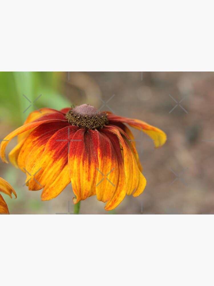 "Echinacea Daisy" Poster for Sale by Pipestone Redbubble