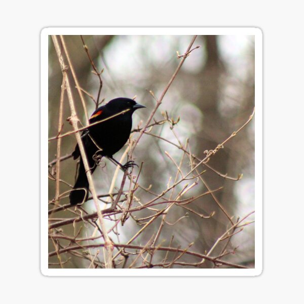 Item preview, REDWING 1 designed and sold by BOLLA67.