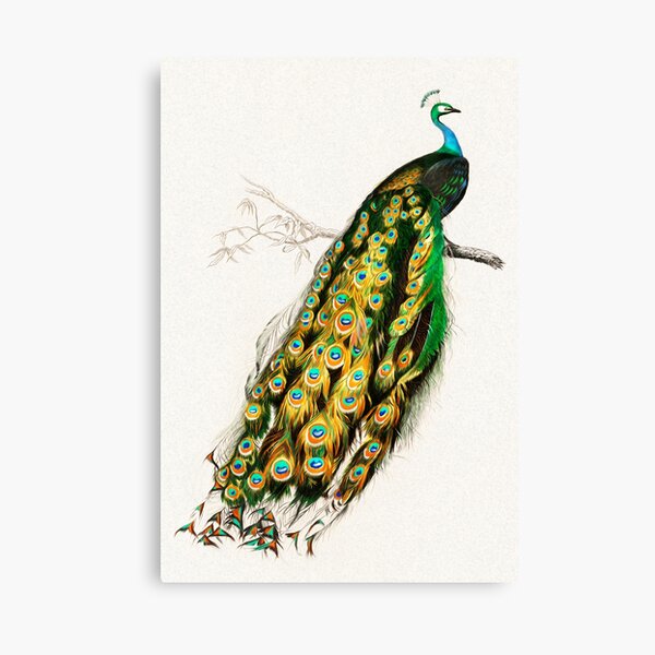 Peacock Feathers Spread Plumage Colorful Peacock Photo Peacock Decor Wall  Art Peacock Wall Art Bird Prints Bird Pictures Wall Decor Feather Prints