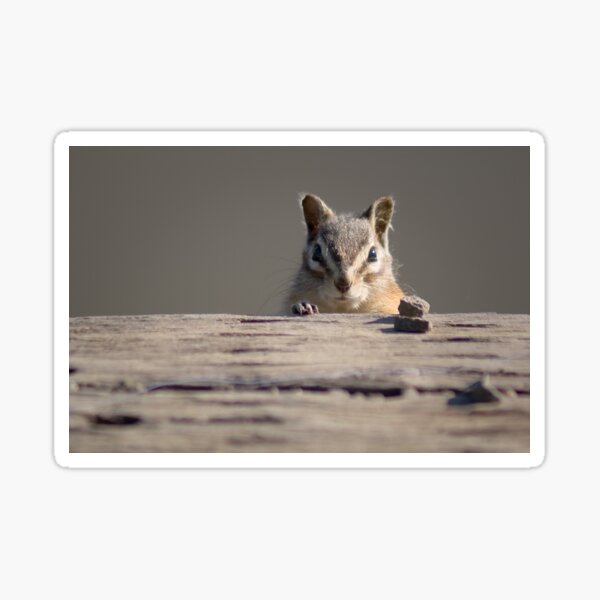 Chipmunk Sticker