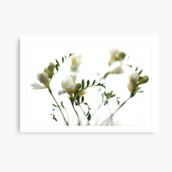 The Whites Canvas Print