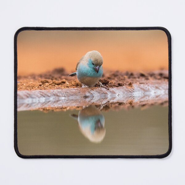 Item preview, Blue waxbill gazing at its reflection. designed and sold by WindsorTees.