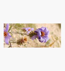 Curly Ribbon Photographic Print