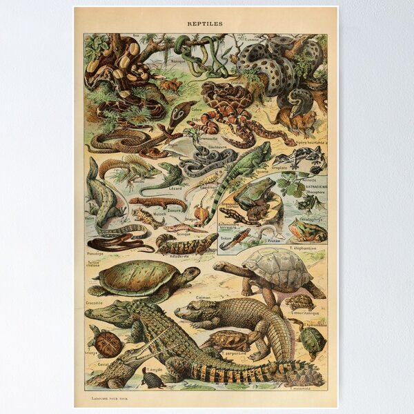 Item preview, Reptiles Pour Tous - Adolphe Millot designed and sold by starrylite.