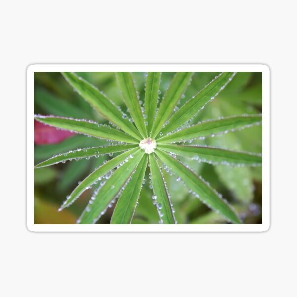 Drops dripped. Dewdrop Sticker