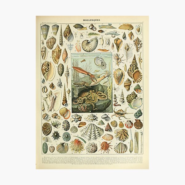 Item preview, Mollusques - Adolphe Millot designed and sold by starrylite.