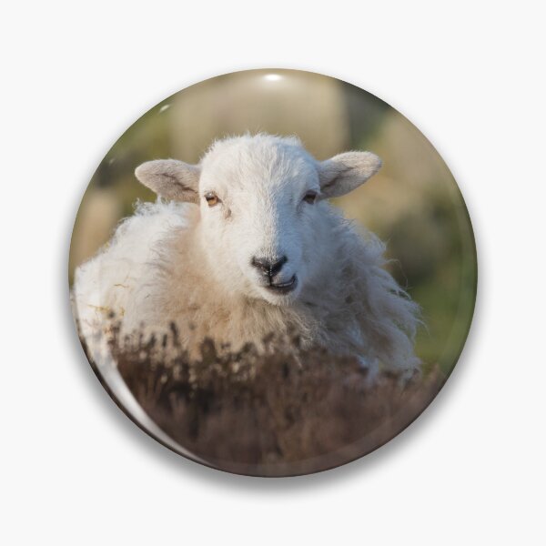 Item preview, Sheep designed and sold by LaurenTucker.