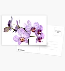 Orchid Light 6 Postcards