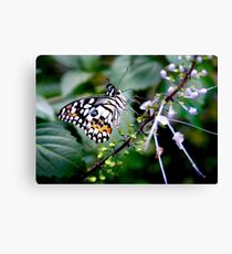 Butterfly Canvas Print