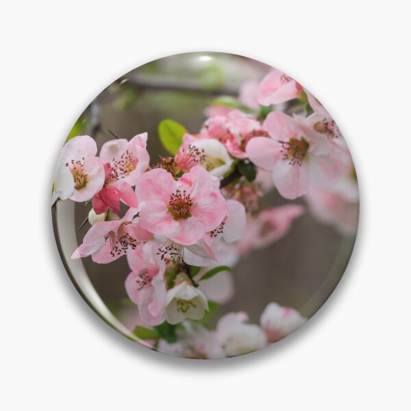 Item preview, Pink Flowering Quince Blooms designed and sold by mljdwhite.