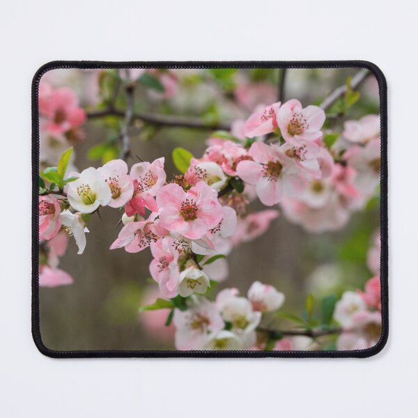 Item preview, Pink Flowering Quince Blooms designed and sold by mljdwhite.