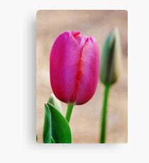Pink Canvas Print
