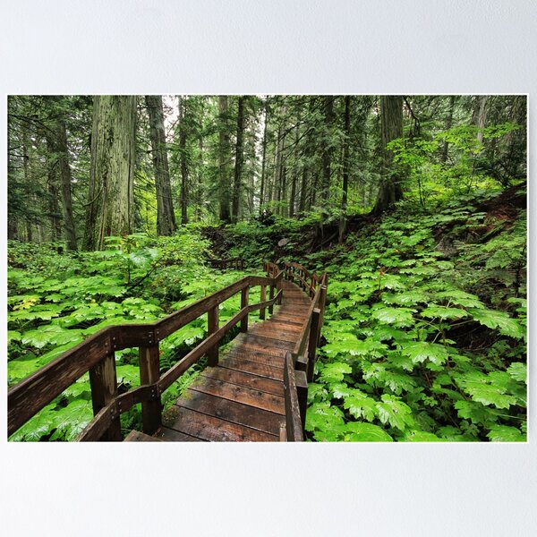 Item preview, Giant Cedars Boardwalk Trail designed and sold by Charles Kosina.