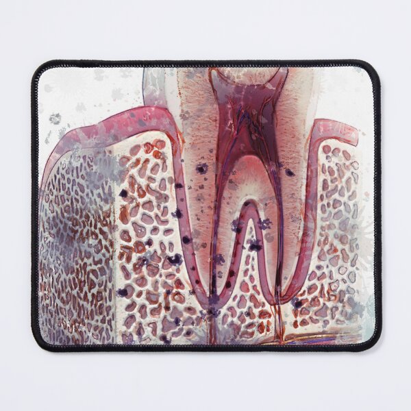 Item preview, Dental, dentist, theet, prosthesis 175 designed and sold by Dentalism.