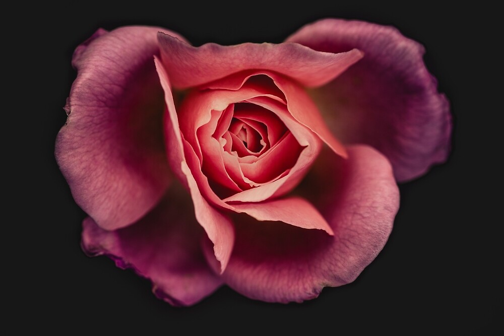 a-brazen-hussy-of-a-rose-by-alan-shapiro-redbubble