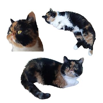Artwork thumbnail, Bebe the Cute Cat by annalizshirley