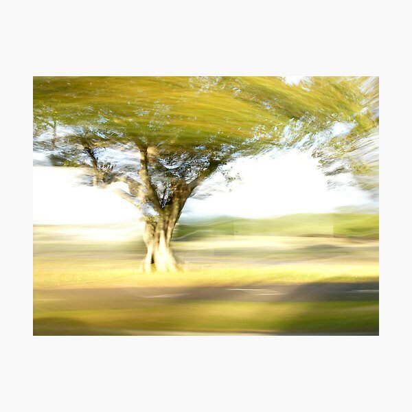 Tree - Lightpainting Photographic Print