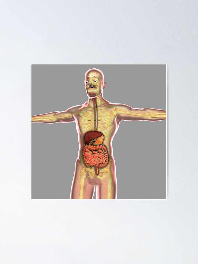 "Human Digestive System." Poster For Sale By StocktrekImages | Redbubble