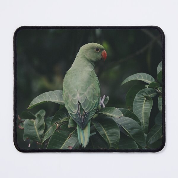Item preview, Baby Parrot designed and sold by kasthu.