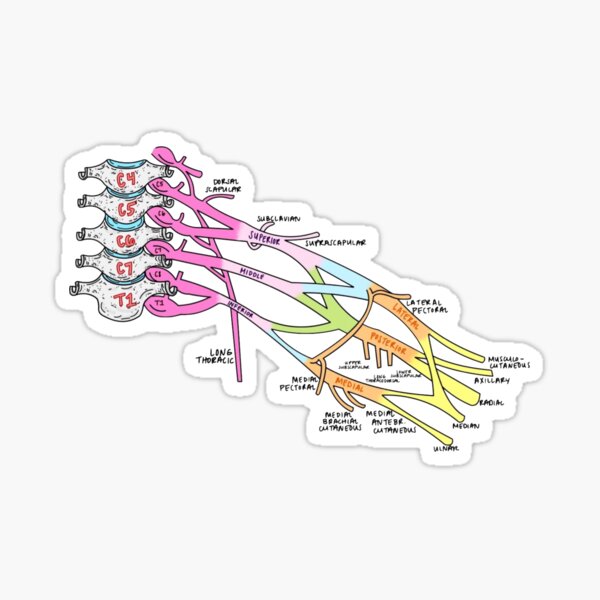Brachial Plexus (Anotha One) Sticker