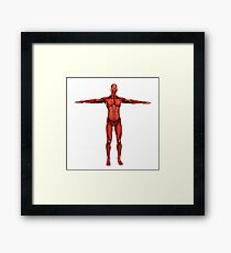 Human muscular system. Framed Print