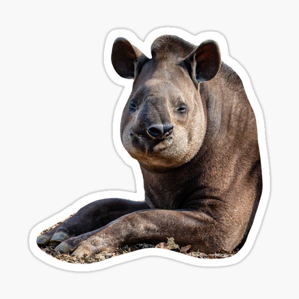 Item preview, Brazilian Tapir designed and sold by OwlOccasions.