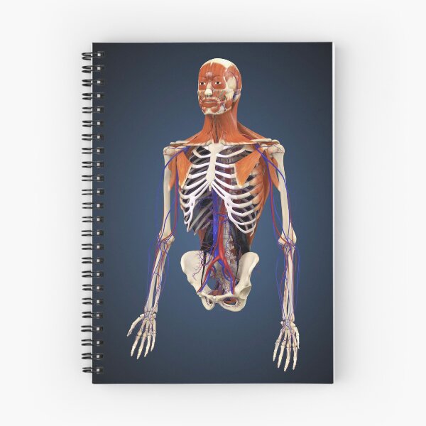 Item preview, Human upper body showing bones, muscles and circulatory system. designed and sold by StocktrekImages.