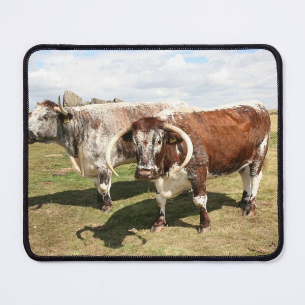 Item preview, english longhorn cattle designed and sold by markspics.