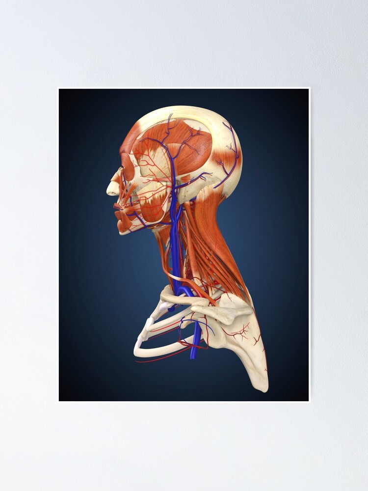 Poster Anatomie musculaire du visage et du cou