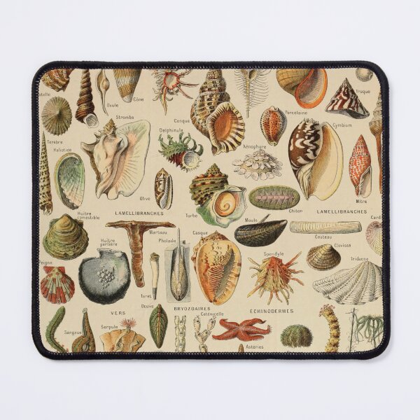 Item preview, Mollusques Pour Tous - Adolphe Millot designed and sold by starrylite.