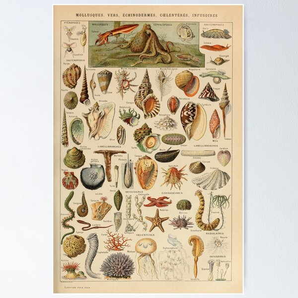 Item preview, Mollusques Pour Tous - Adolphe Millot designed and sold by starrylite.