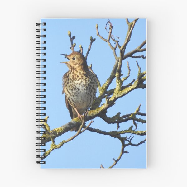 Item preview, Song Thrush singing on a bare branch designed and sold by TwistedClassics.