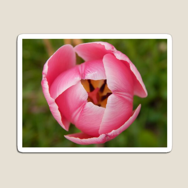 Tulip Magnet