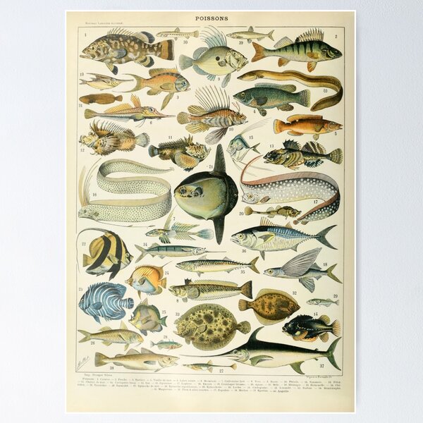 Item preview, Poissons A - Adolphe Millot designed and sold by starrylite.