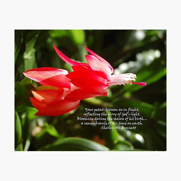 Item preview, CHRISTMAS CACTUS IN FLIGHT designed and sold by FSULADY.