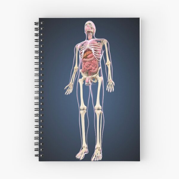Item preview, Full length view of male human body with organs. designed and sold by StocktrekImages.