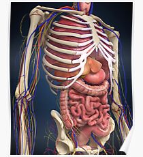 Human midsection with internal organs. Poster