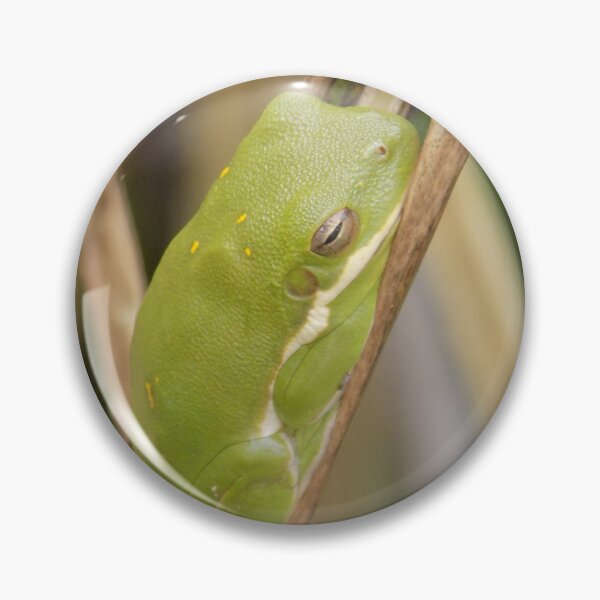 Item preview, Male Green Treefrog Side View in Reeds designed and sold by DragonCGallery.